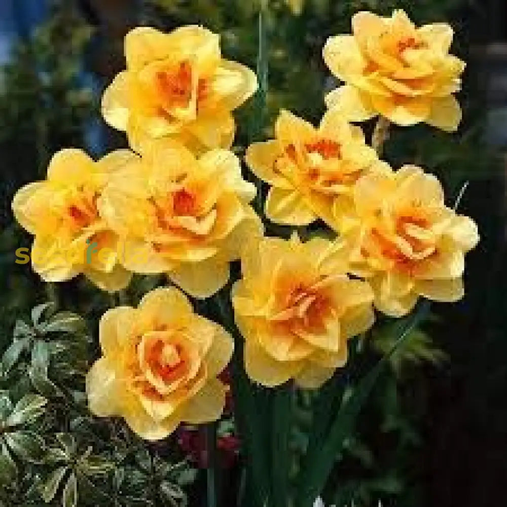 Yellow Red Daffodil Seeds For Planting  Bright Perennial Flowers Flower