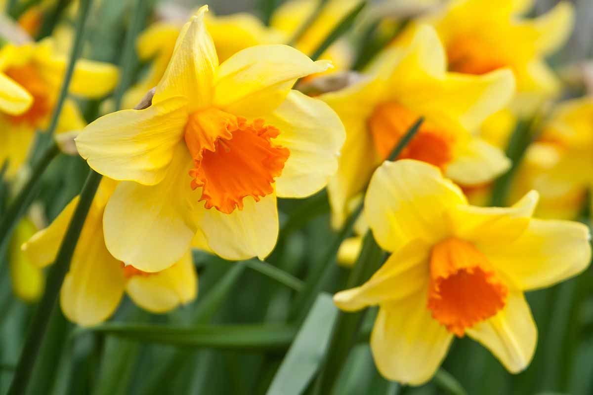 Yellow red daffodil seeds for planting