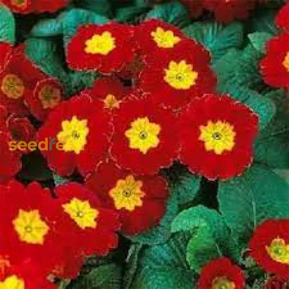 Yellow Red Danova Copper Seeds For Lush Garden Planting Flower