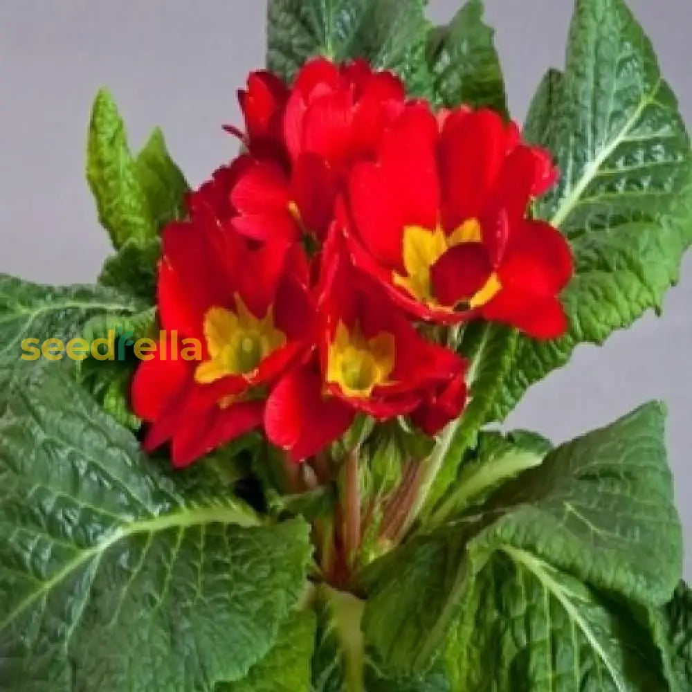 Yellow Red Danova Copper Seeds For Lush Garden Planting Flower