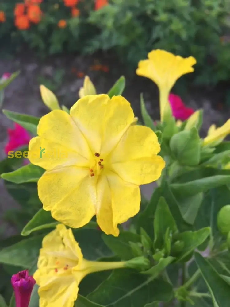 Yellow Red Four Oâ€™clock Flower Planting  Seeds For Vibrant Blooms In Your Garden