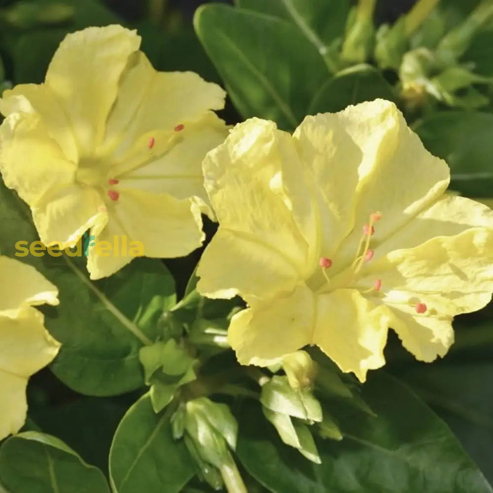 Yellow Red Four Oâ€™clock Flower Planting  Seeds For Vibrant Blooms In Your Garden