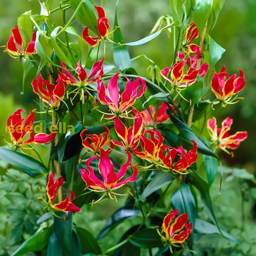 Yellow Red Gloriosa Superba Flower Planting Seeds