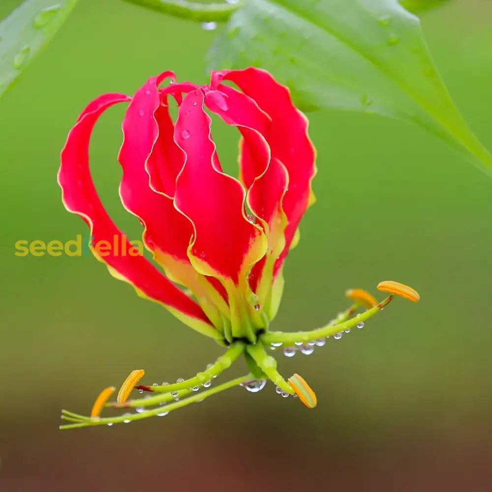 Yellow Red Gloriosa Superba Flower Planting Seeds