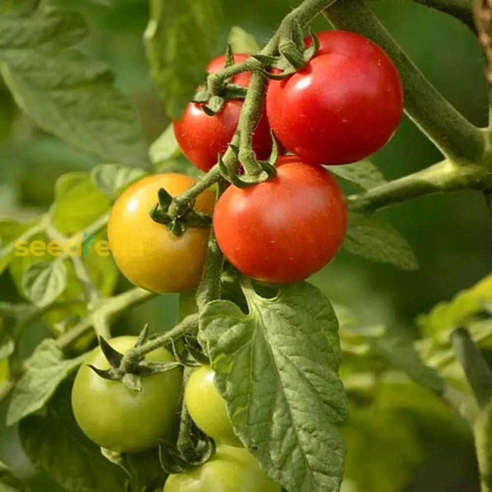 Heirloom Yellow Red Tomato seeds for vegetable gardening