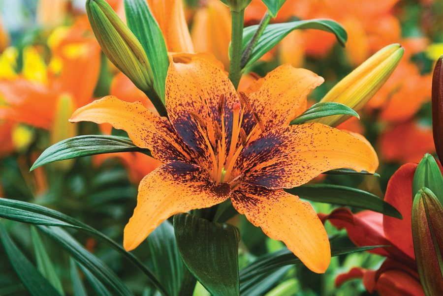 Yellow Red Lilium Flower Seeds for Bright Planting