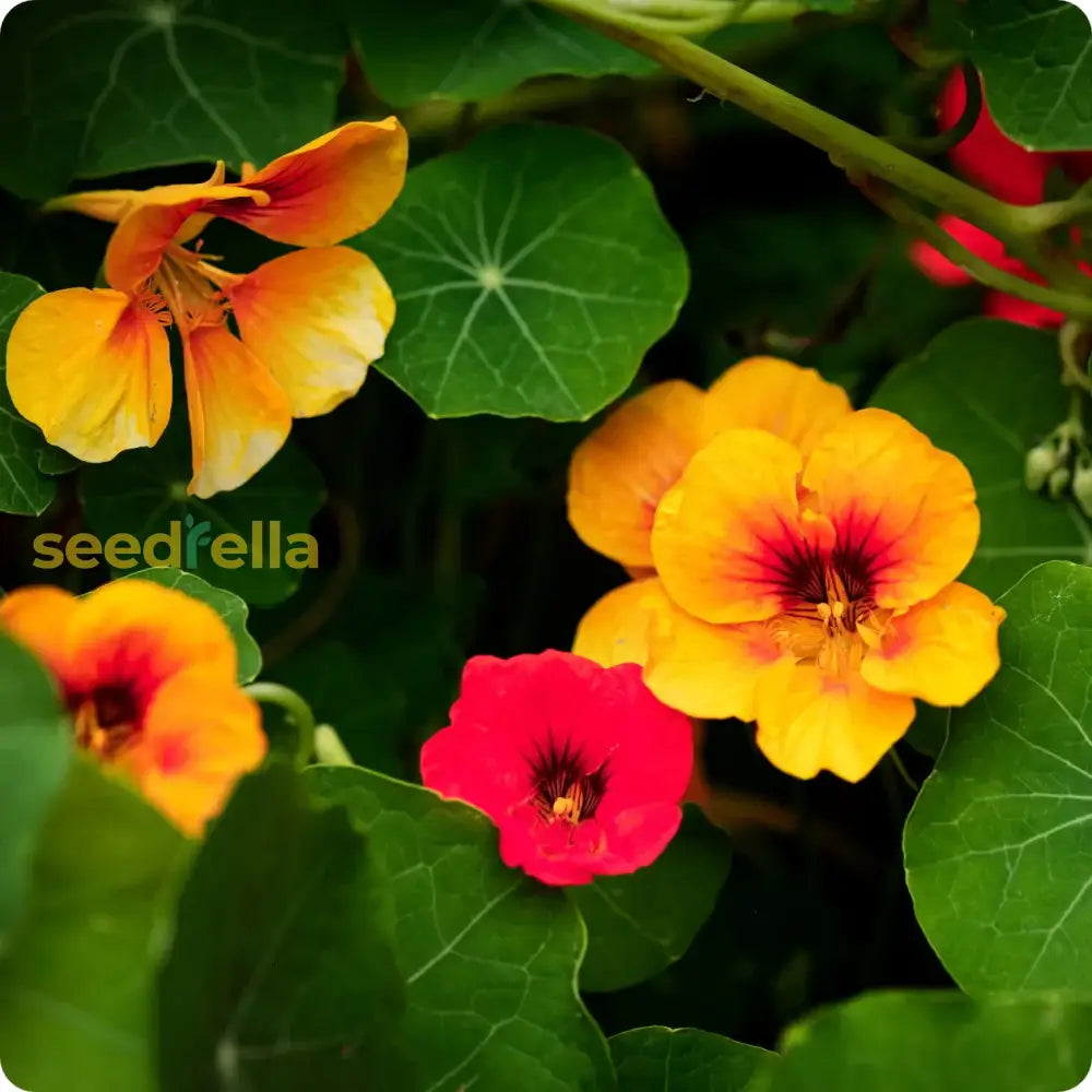 Yellow Red Nasturtium Flower Seeds Planting