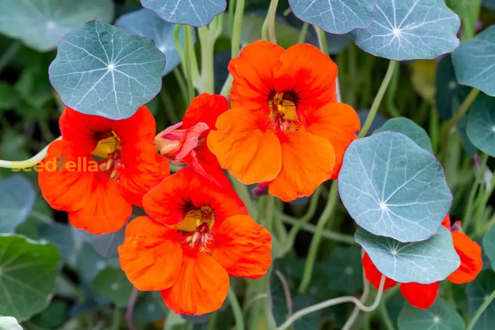 Yellow Red Nasturtium Flower Seeds Planting