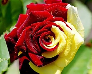 Yellow Red Rose Flower Seeds for Vibrant Garden Planting