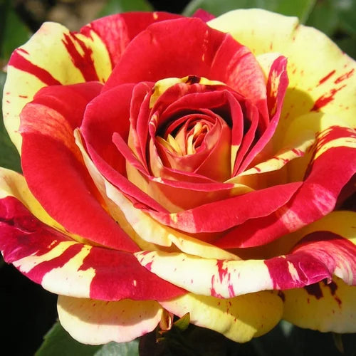 Yellow and Red Rose Plants in Full Bloom