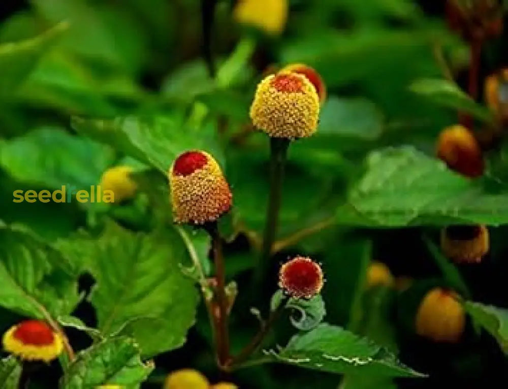 Yellow Red Spilanthes Acmella Plant For Vibrant Garden Growth - Seed Stunning Blooms Flower Seeds