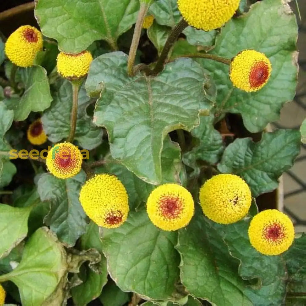 Yellow Red Spilanthes Acmella Plant For Vibrant Garden Growth - Seed Stunning Blooms Flower Seeds