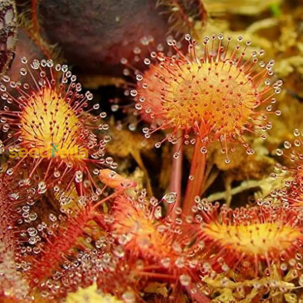 Yellow Red Sundew Planting Essentials  Seeds For Enchanting Carnivorous Plant Growth Flower