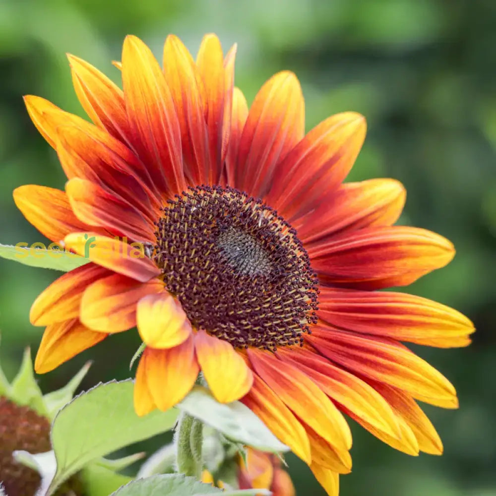 Yellow Red Sunflower Planting Seeds - Brighten Your Garden Flower