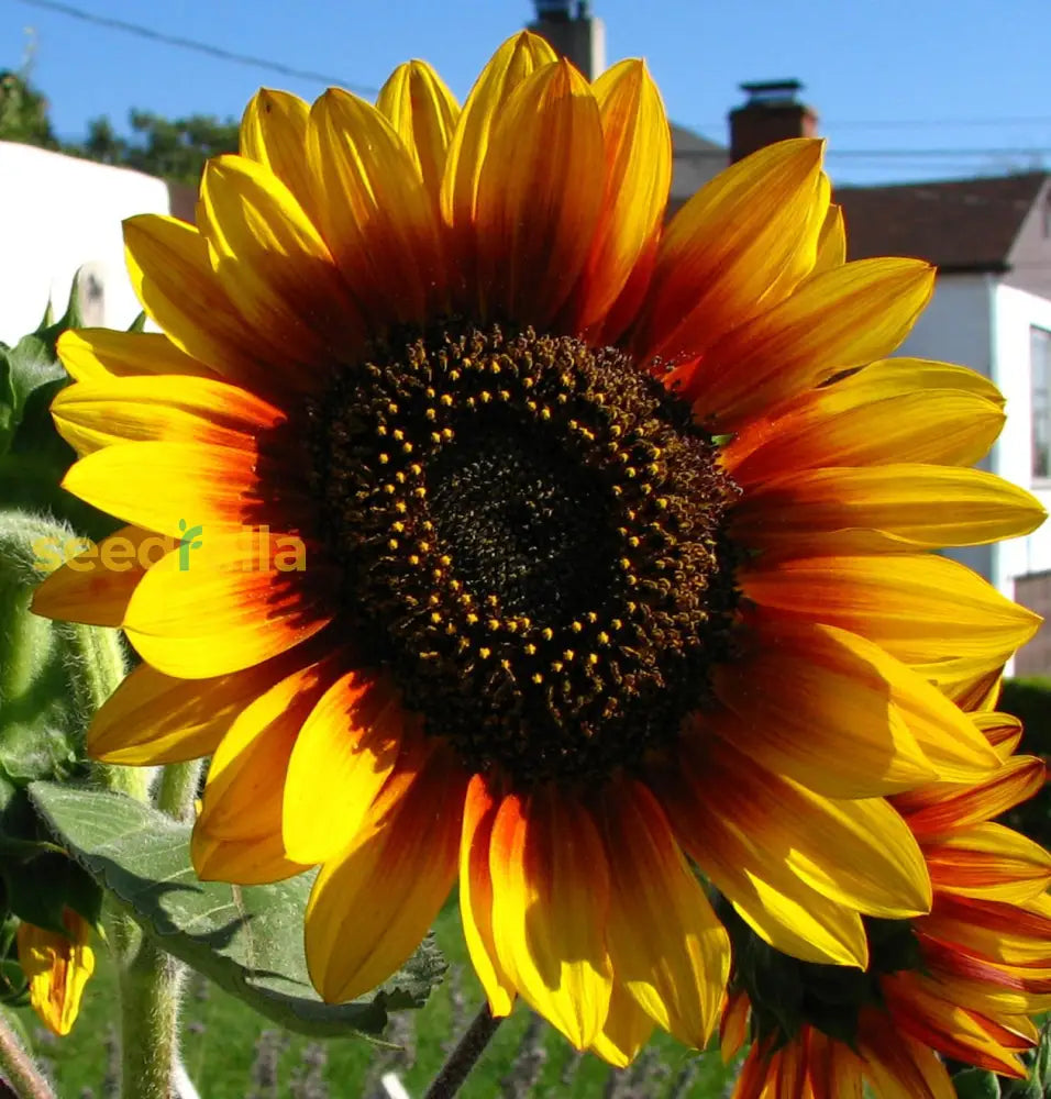 Yellow Red Sunflower Planting Seeds - Brighten Your Garden Flower