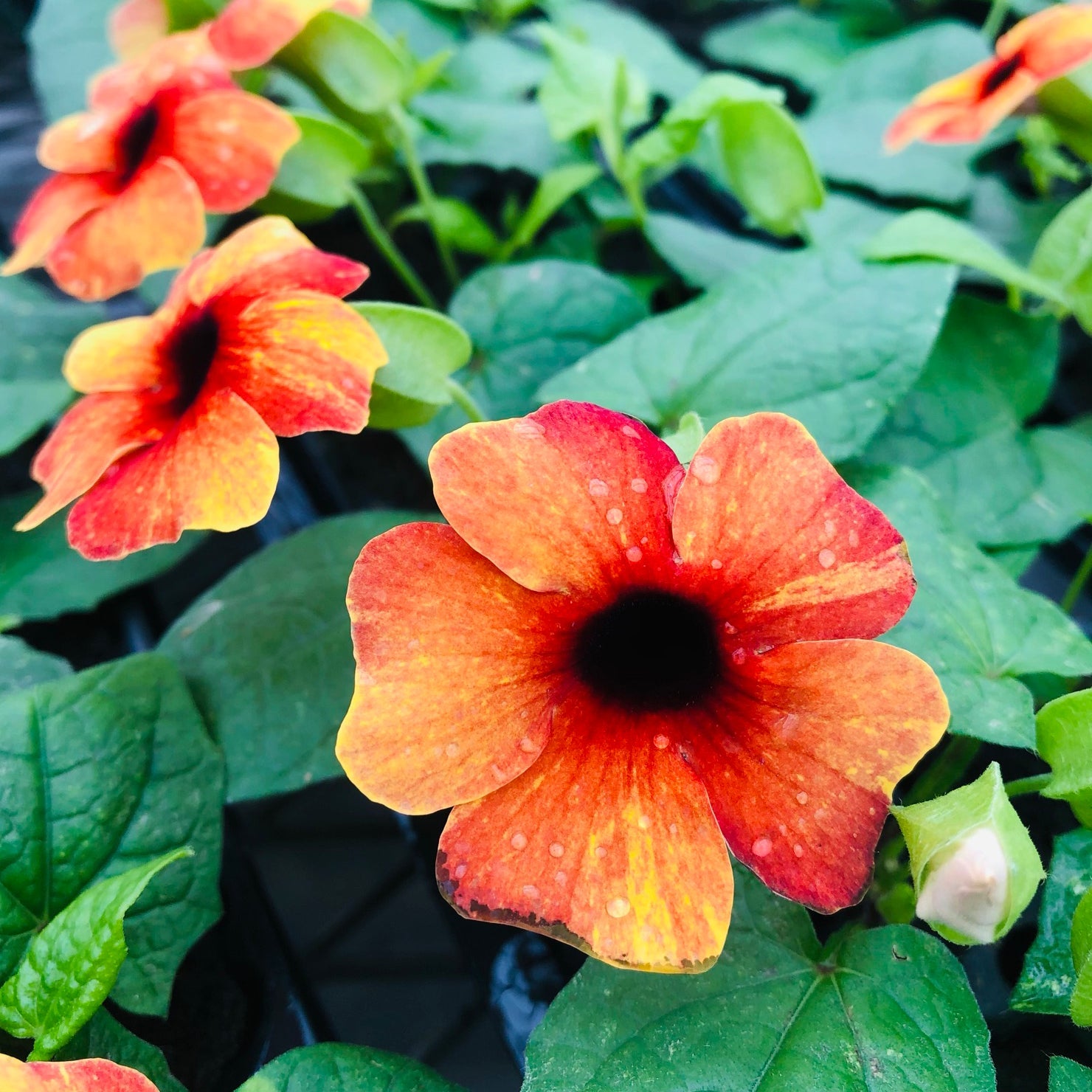 Yellow and Red Thunbergia Flower Seeds for Planting
