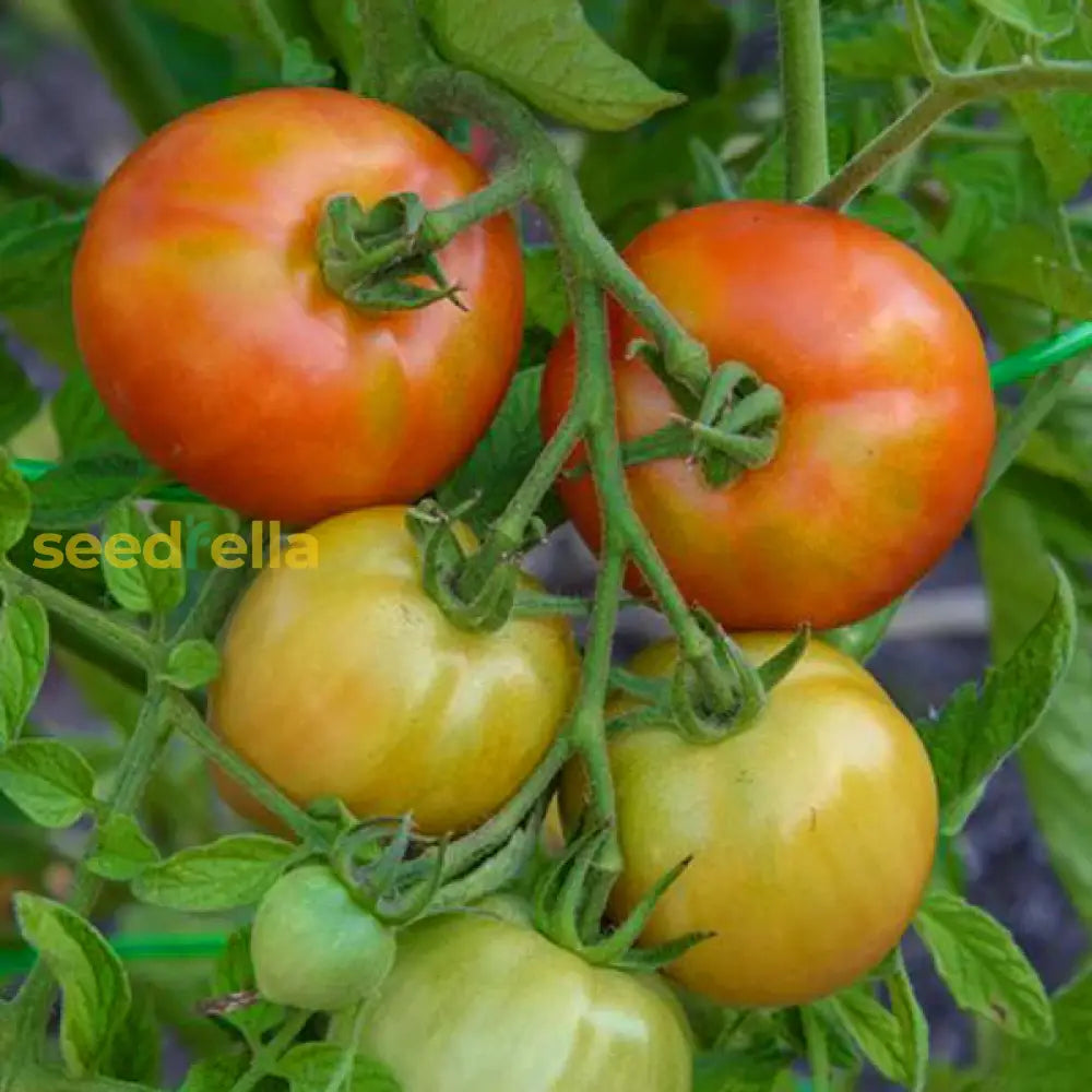 Yellow Red Tomato seeds for planting Non-GMO variety