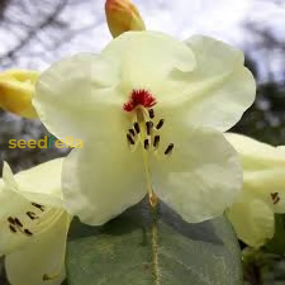 Yellow Rhododendron Campylocarpum Flower Seeds For Planting - Enhance Your Garden With Stunning