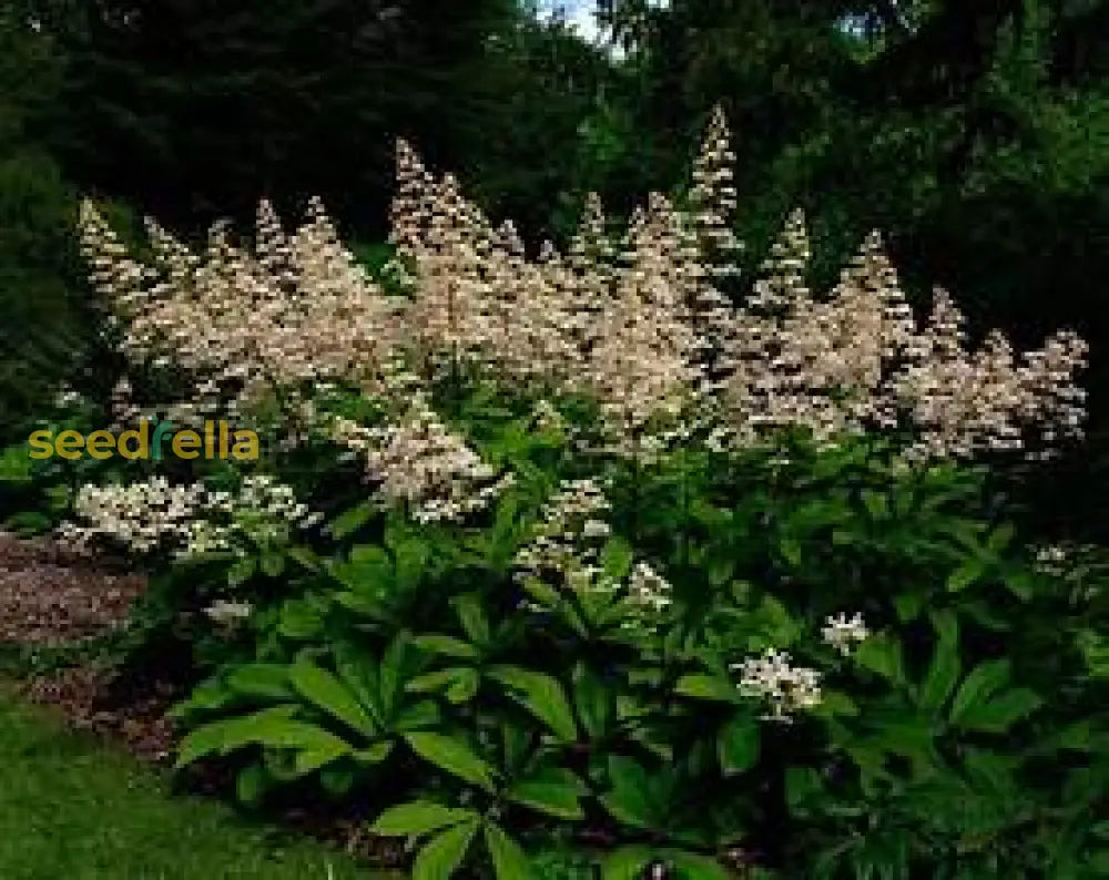 Yellow Rodgersia Seeds For Planting Plant Seeds