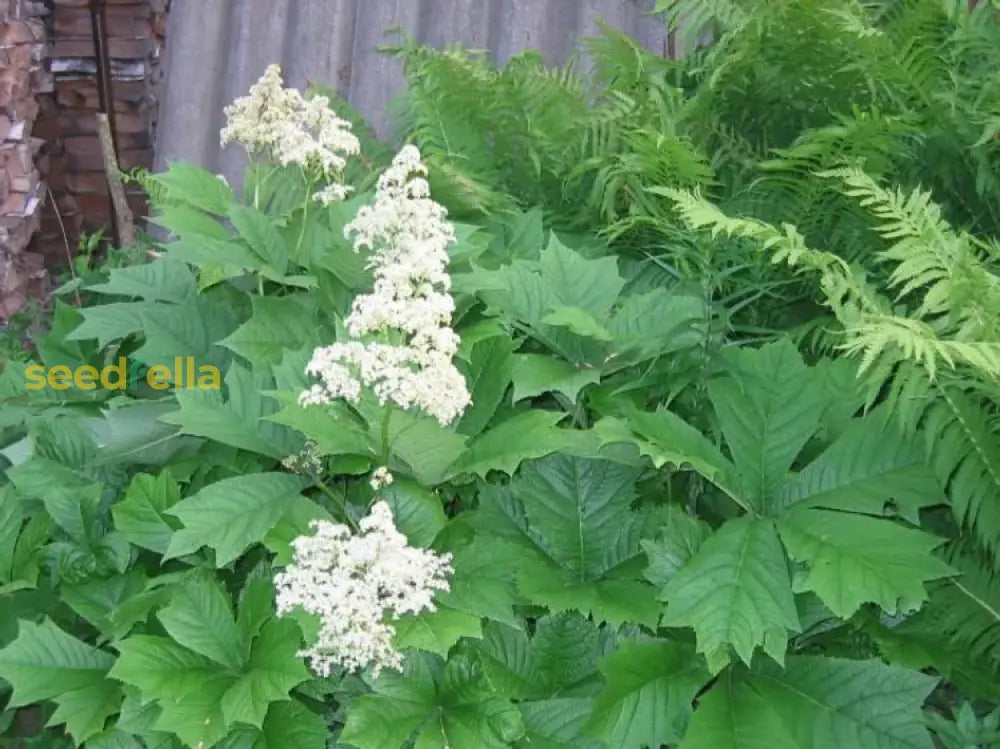 Yellow Rodgersia Seeds For Planting Plant Seeds