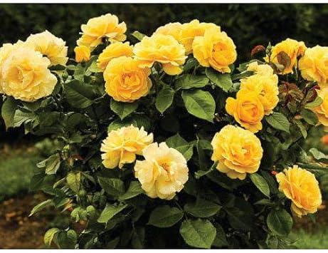 Yellow Rose growing in decorative container