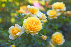 Yellow Rose Cut Flowers for Decoration