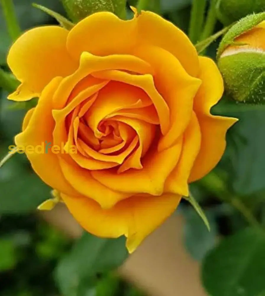 Yellow Rose Flower Seeds For Easy Planting