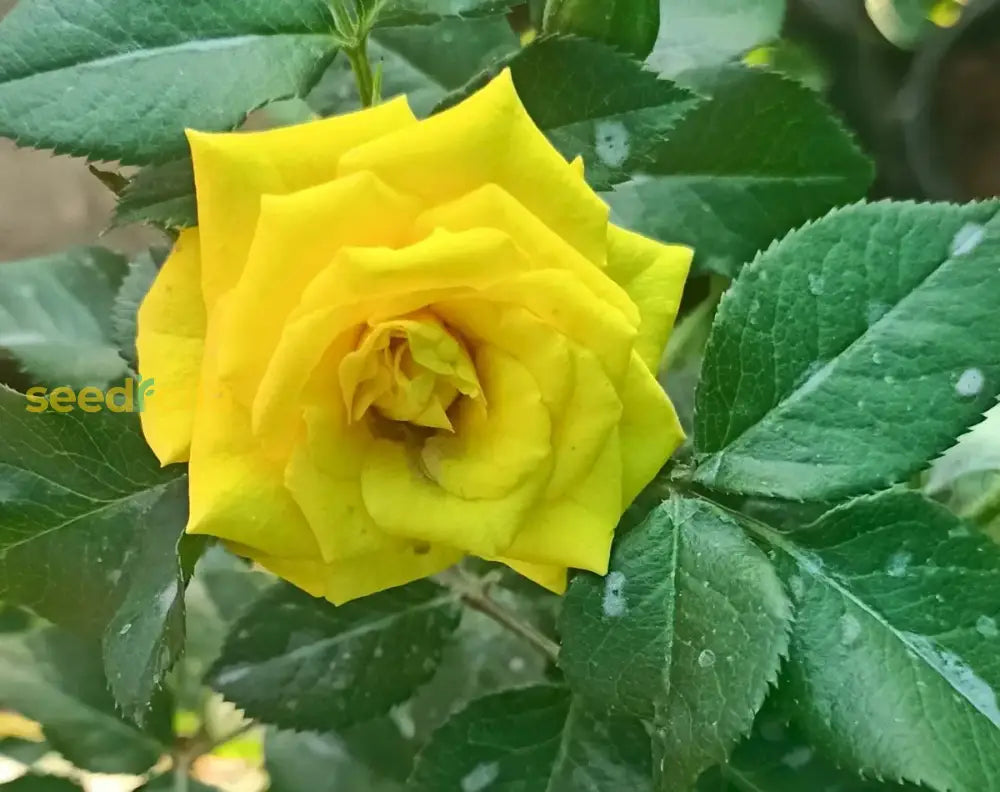 Yellow Rose Flower Seeds For Easy Planting