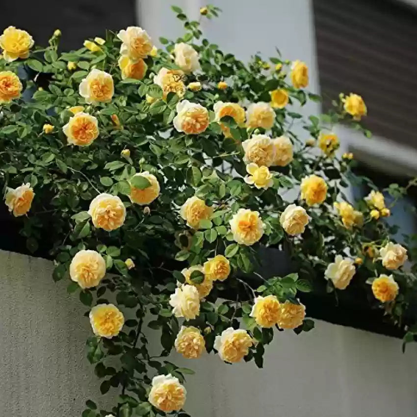 Yellow Rose Flower Seeds for Planting