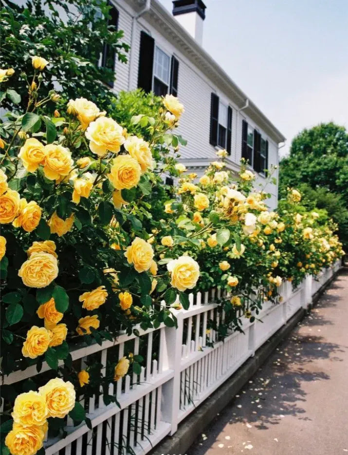 Yellow Roses planted along garden border