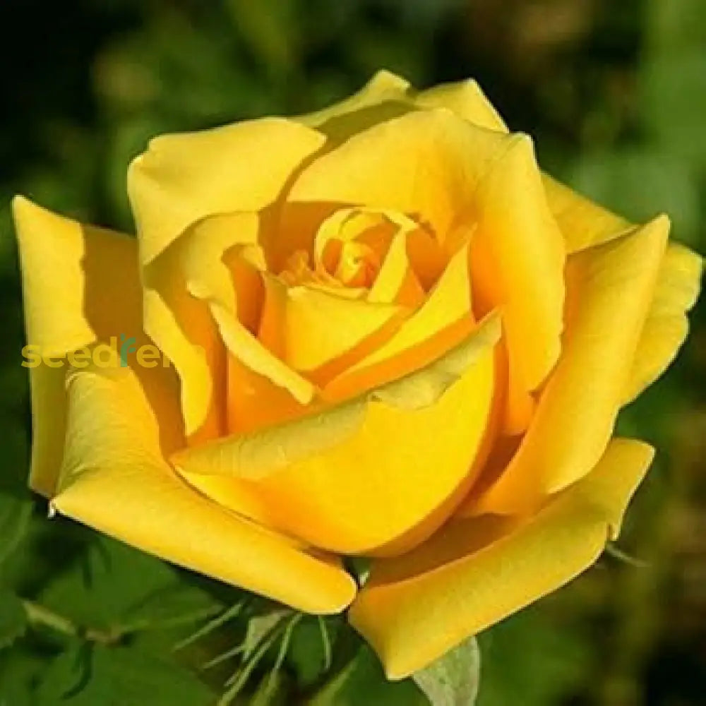 Yellow Rose Planting Seeds For Gorgeous Garden Displays Flower