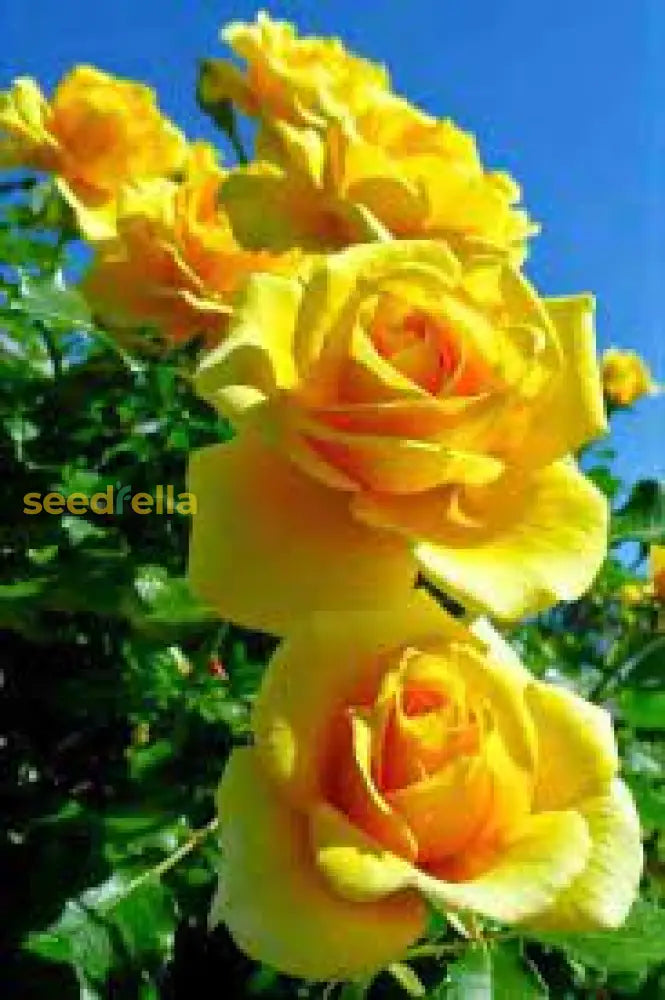 Yellow Rose Seeds For Planting - Beautiful Garden Blooms Flower