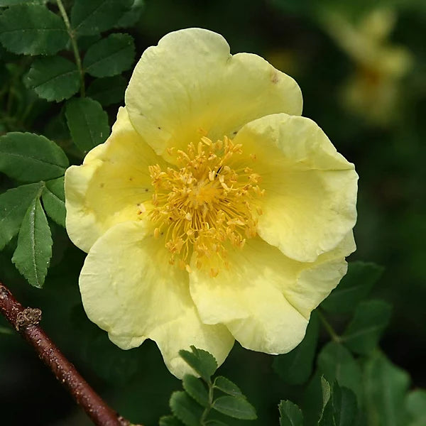Dark Yellow Rosa Xanthina Rose Shrub in Garden