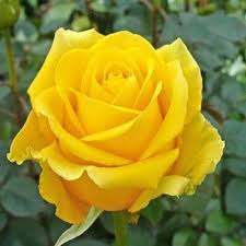 Yellow Unique Roses planted in a garden bed