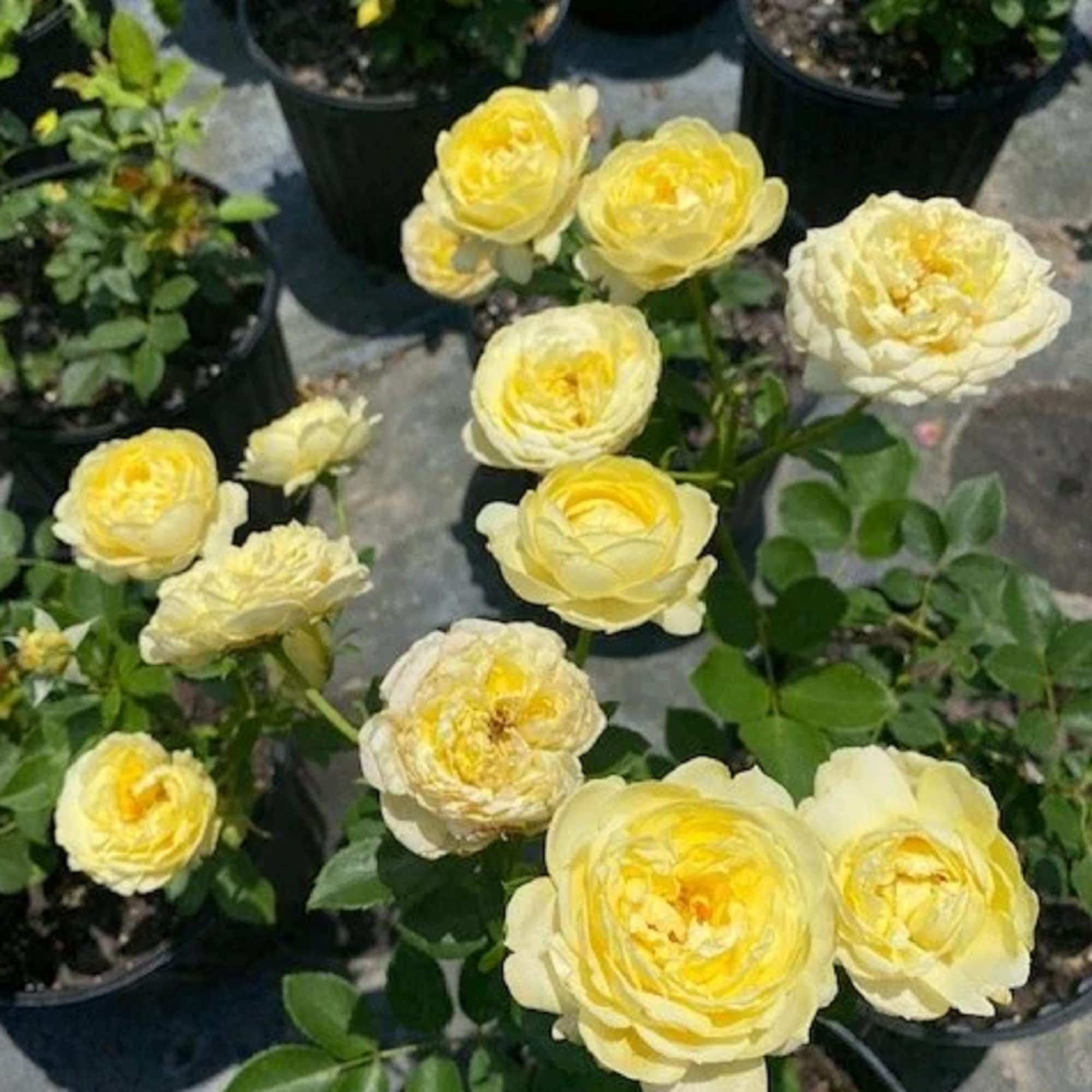 Yellow Roses Growing in Pots