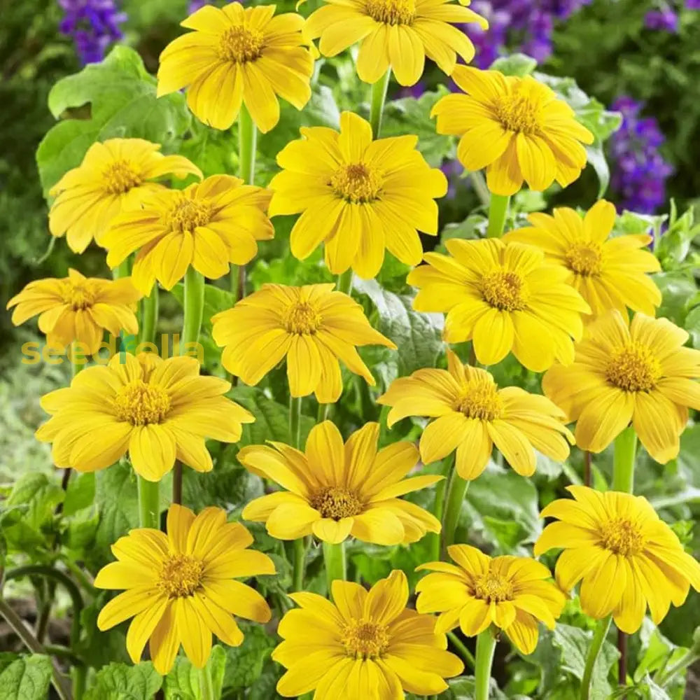 Yellow Rotundifolia Flower Seeds For Planting  Ideal Brightening Gardens With Vibrant Blooms