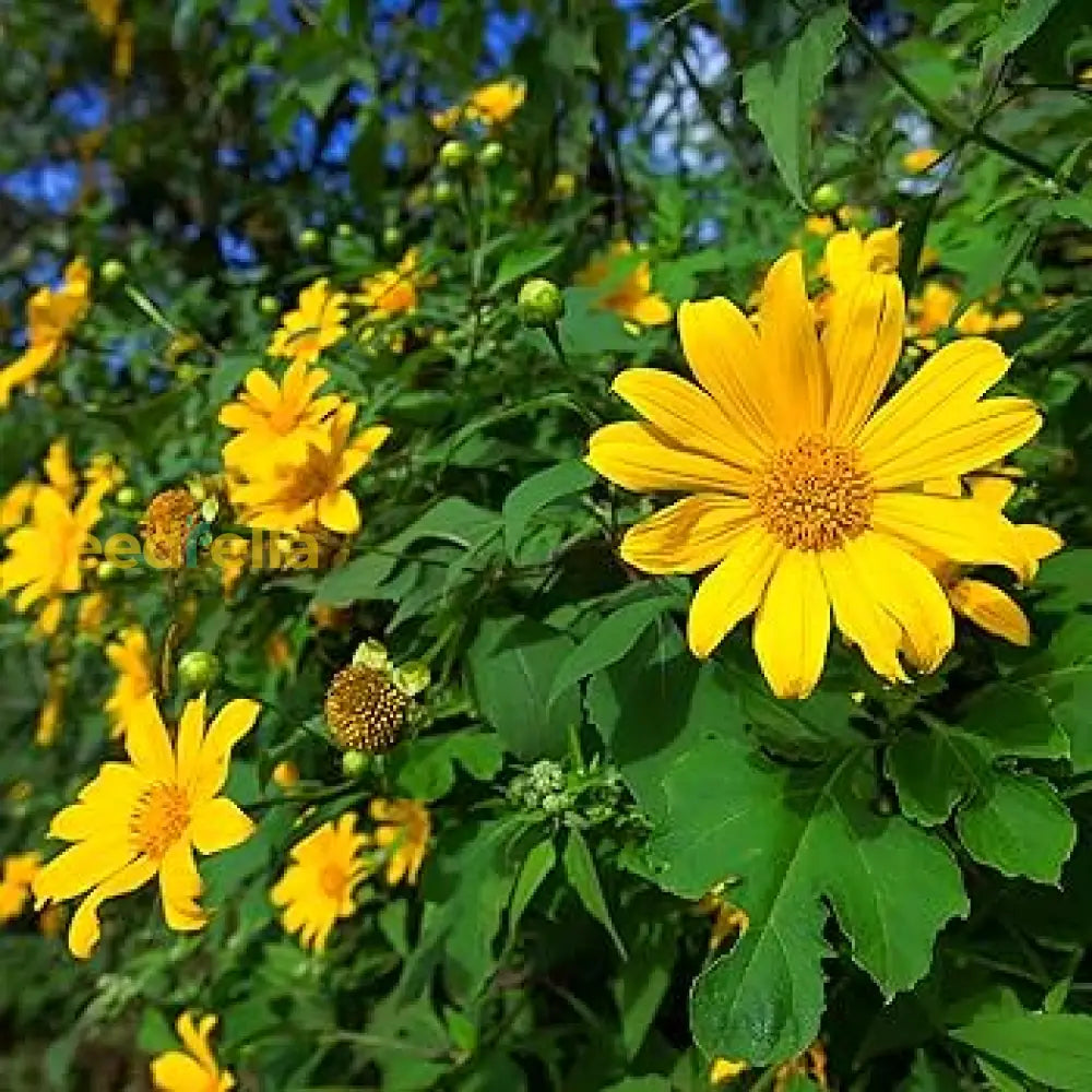 Yellow Rotundifolia Flower Seeds For Planting  Ideal Brightening Gardens With Vibrant Blooms