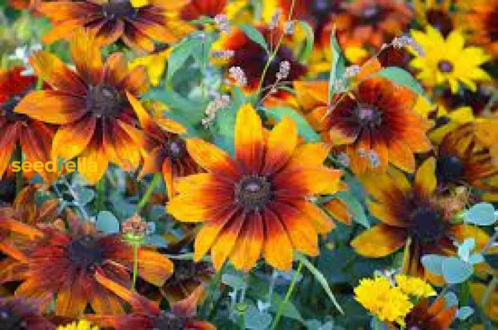 Yellow Rudbeckia Flower Seeds  Perfect For Garden Planting