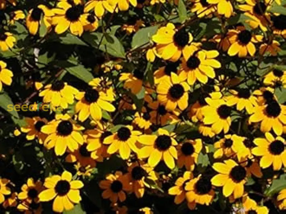 Yellow Rudbeckia Flower Seeds  Perfect For Garden Planting