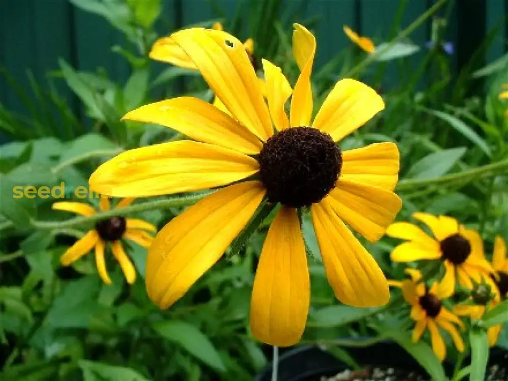 Yellow Rudbeckia Goldstrum Flower Planting  Seeds For Bright Cheerful Blooms In Your Garden