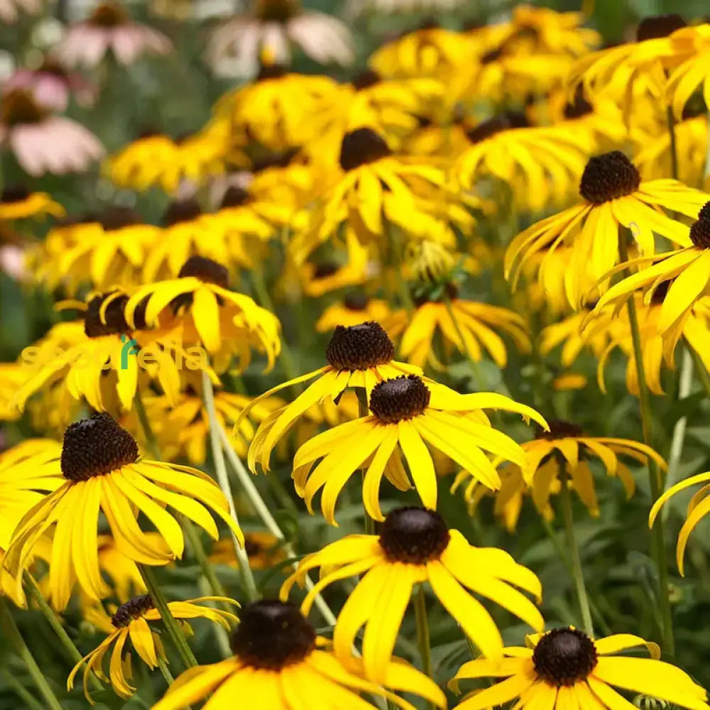 Yellow Rudbeckia Goldstrum Flower Planting  Seeds For Bright Cheerful Blooms In Your Garden