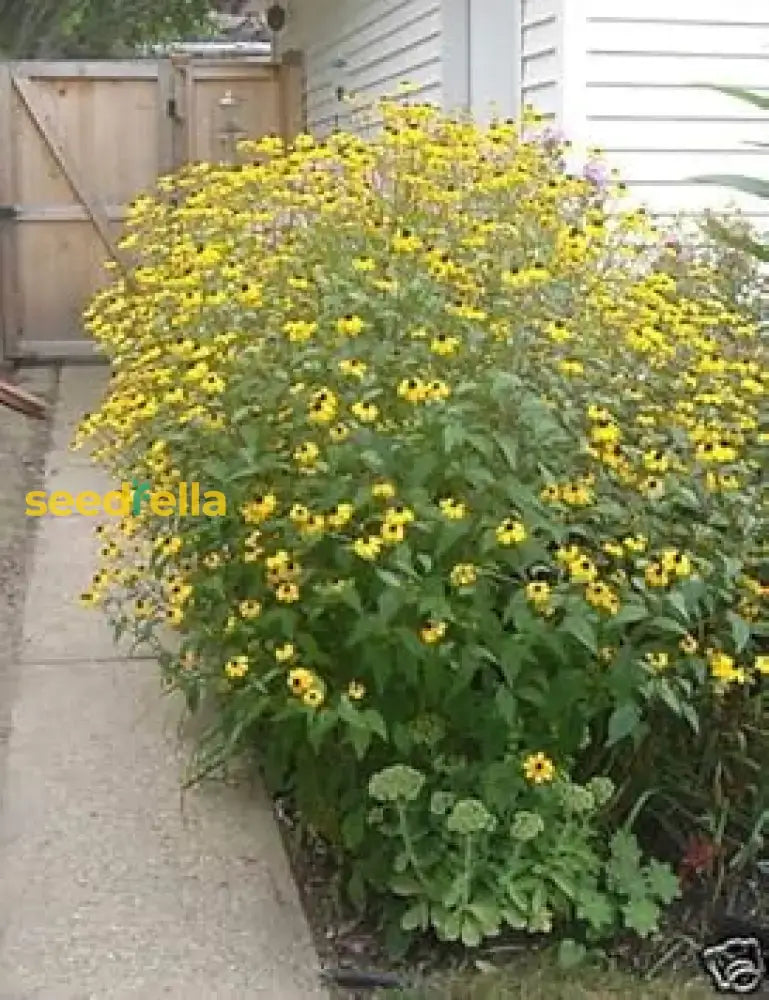 Yellow Rudbeckia Triloba Flower Planting  Seeds For Vibrant Garden Blooms And Natural Beauty