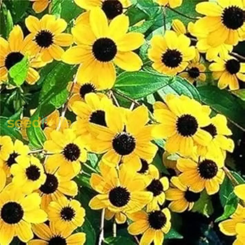 Yellow Rudbeckia Triloba Flower Planting  Seeds For Vibrant Garden Blooms And Natural Beauty