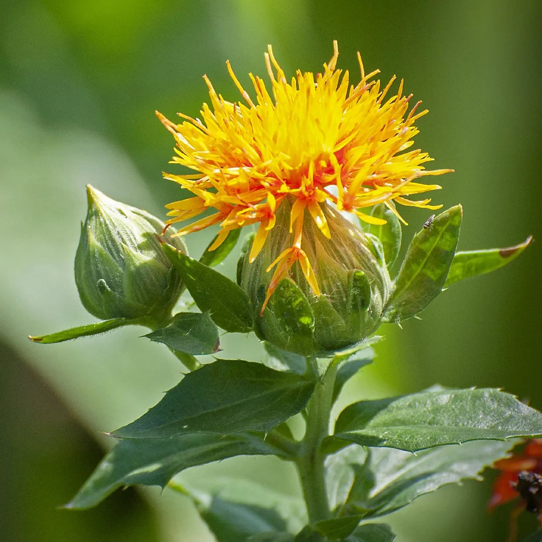 Yellow Safflower Seeds for Planting in Gardens