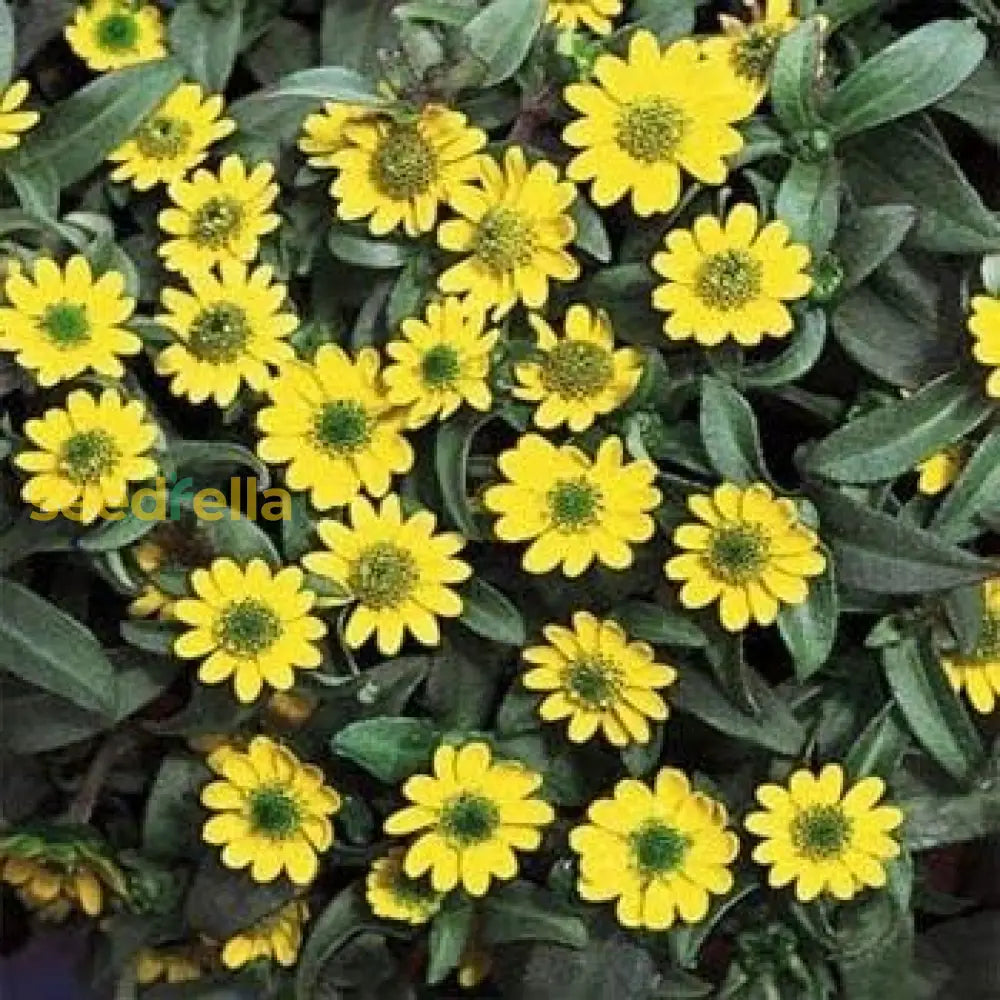 Yellow Sanvitalia Flower Seeds Planting Pack