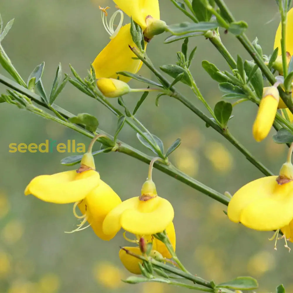 Yellow Scotch Broom Flower Seeds For Vibrant Spring Gardens