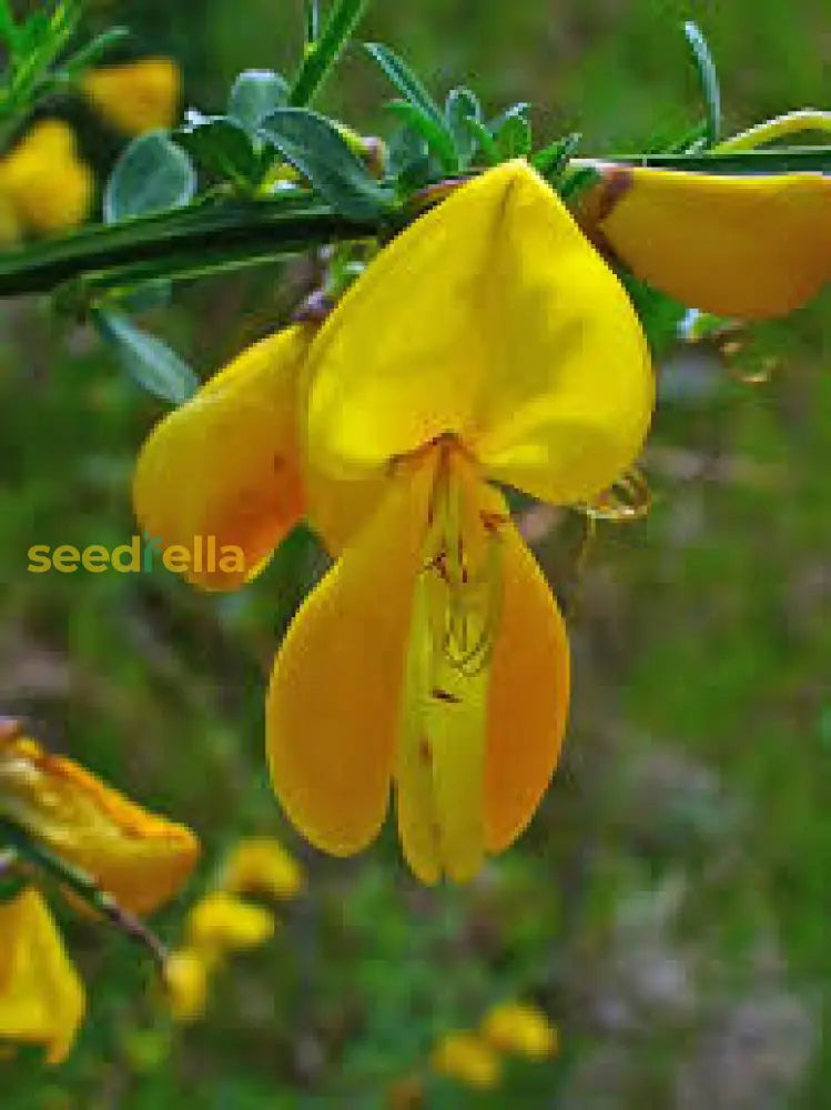 Yellow Scotch Broom Flower Seeds For Vibrant Spring Gardens