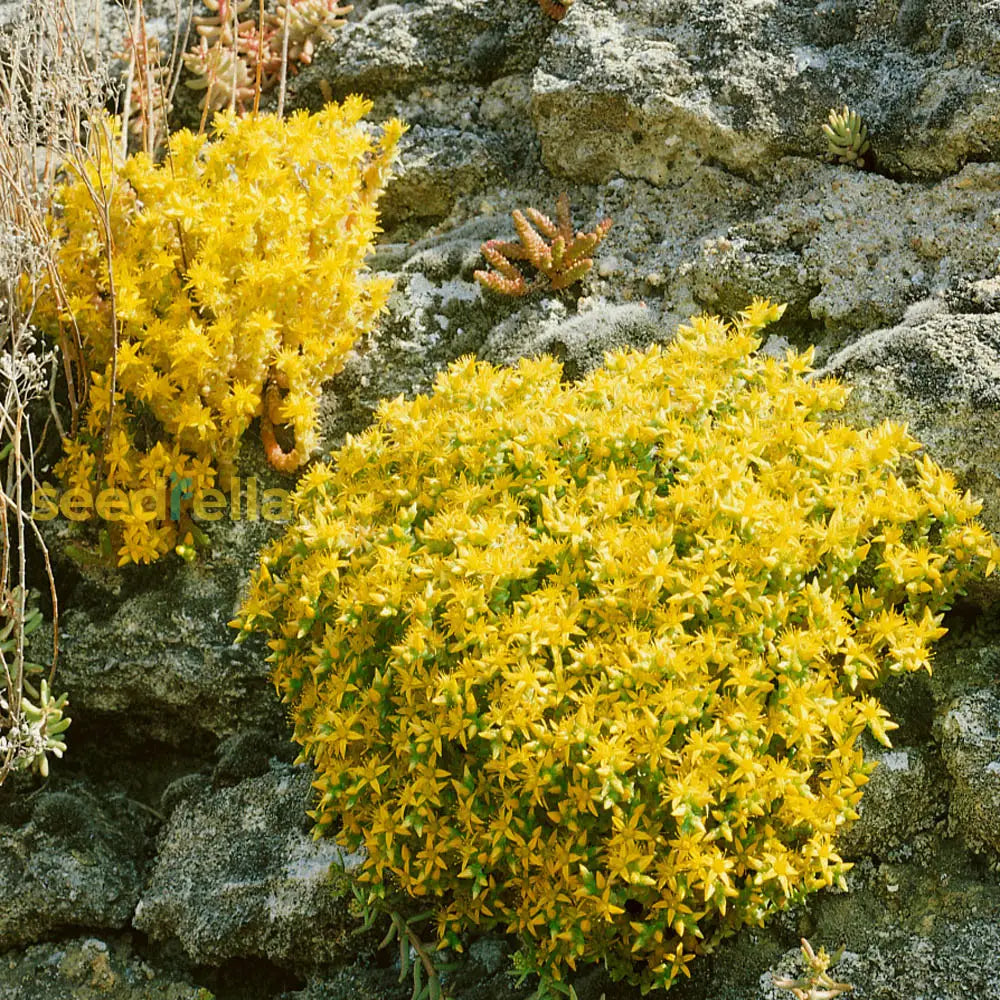 Yellow Sedum Plant Seeds Planting