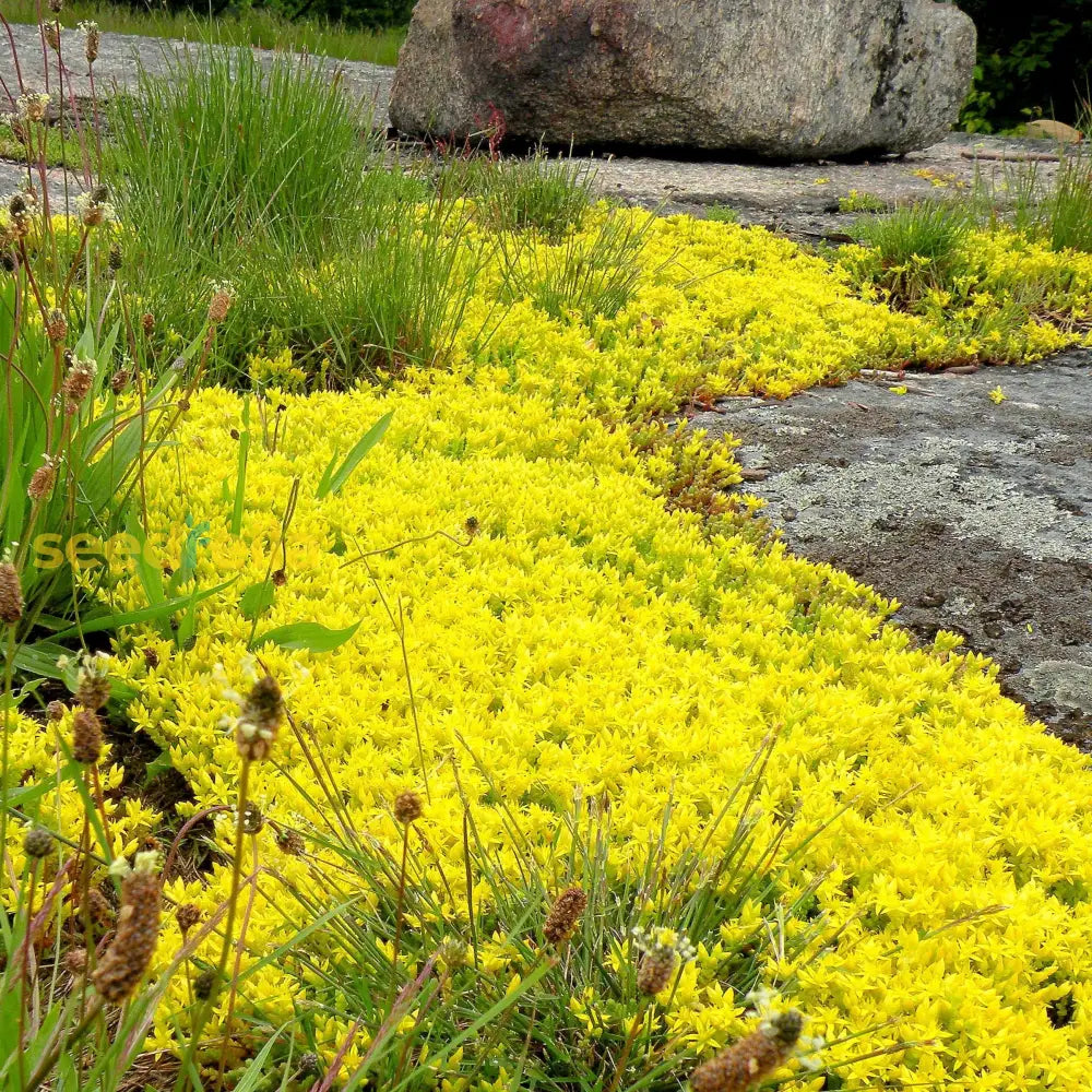 Yellow Sedum Plant Seeds Planting