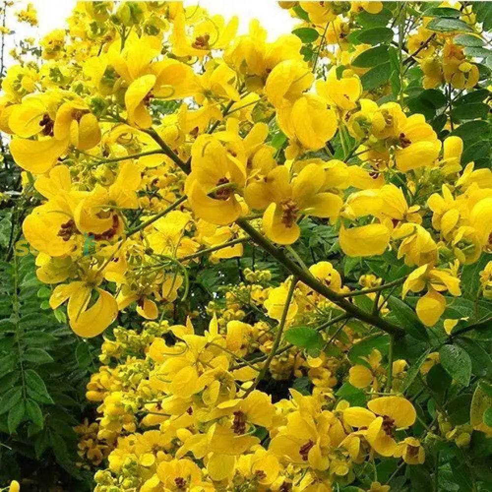 Yellow Senna Flower Planting Seeds